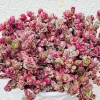 Sedum Tricolor Stonecrop Live Plant - 4 inch Pot - Low Maintenance Groundcover - Image 1