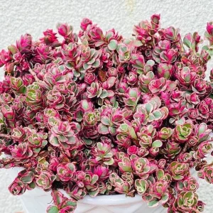 Sedum Tricolor Stonecrop Live Plant - 4 inch Pot - Low Maintenance Groundcover - Image 1