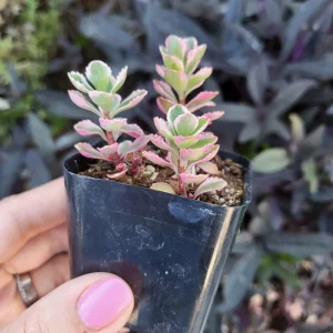 Sedum Tricolor Stonecrop Live Plant - 4 inch Pot - Low Maintenance Groundcover - Image 5