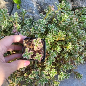 Sedum Tricolor Stonecrop Live Plant - 4 inch Pot - Low Maintenance Groundcover - Image 6