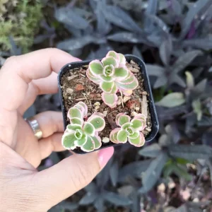 Sedum Tricolor Stonecrop Live Plant - 4 inch Pot - Low Maintenance Groundcover - Image 7