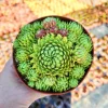 Sempervivum Allionii Hens Chicks Live Plant – 2 or 4 inch Pot – Indoor/Outdoor Succulent - Image 1