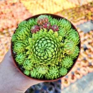 Sempervivum Allionii Hens Chicks Live Plant – 2 or 4 inch Pot – Indoor/Outdoor Succulent - Image 1