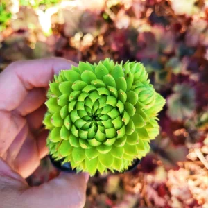 Sempervivum Allionii Hens Chicks Live Plant – 2 or 4 inch Pot – Indoor/Outdoor Succulent - Image 4