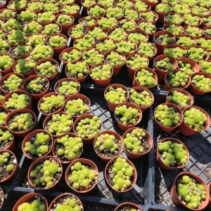 Sempervivum Allionii Hens Chicks Live Plant – 2 or 4 inch Pot – Indoor/Outdoor Succulent - Image 7