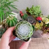Sempervivum arachnoideum 'Cebenese' Live Succulent Plant, 2 inch pot, Outdoor - Image 1