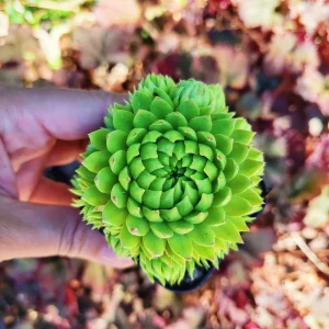 Sempervivum globiferum allionii Live Plant – 2 inch Pot – Succulent - Image 3