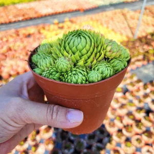 Sempervivum globiferum allionii Live Plant – 2 inch Pot – Succulent - Image 4