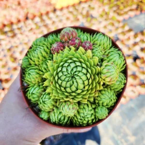 Sempervivum globiferum allionii Live Plant – 2 inch Pot – Succulent - Image 5