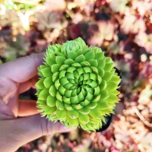 Sempervivum globiferum allionii Live Plant – 2 inch Pot – Succulent - Image 1