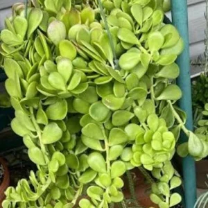 Senecio Jacobsenii Succulent Trailing Green Purple Jade Live Plant 4-6in - Image 2