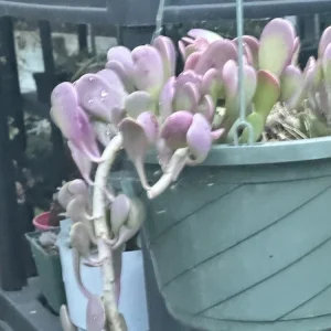 Senecio Jacobsenii Succulent Trailing Green Purple Jade Live Plant 4-6in - Image 5