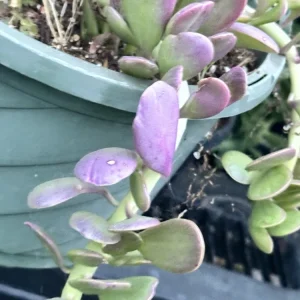Senecio Jacobsenii Succulent Trailing Green Purple Jade Live Plant 4-6in - Image 6