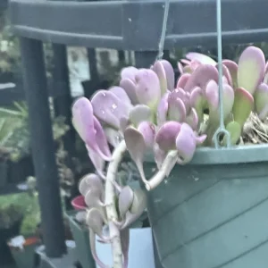 Senecio Jacobsenii Succulent Trailing Green Purple Jade Live Plant 4-6in - Image 7