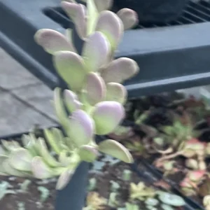 Senecio Jacobsenii Succulent Trailing Green Purple Jade Live Plant 4-6in - Image 8