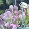 Senecio Jacobsenii Succulent Trailing Green Purple Jade Live Plant 4-6in - Image 1