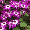 Senetti Cineraria Live Plant – 6 Inch Pot – Vibrant Flowers - Image 1