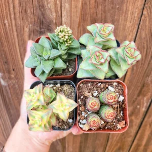 Set of 4 Crassula Succulent Live Plants – 2 Inch Potted – Indoor - Image 2