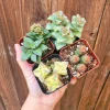 Set of 4 Crassula Succulent Live Plants – 2 Inch Potted – Indoor - Image 1