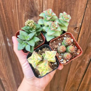 Set of 4 Crassula Succulent Live Plants – 2 Inch Potted – Indoor - Image 1