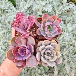 Set of 4 Pinkish Purplish Succulents - 2 inch Potted Live Plants - Image 2