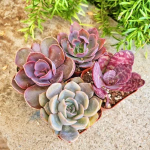 Set of 4 Pinkish Purplish Succulents - 2 inch Potted Live Plants - Image 3