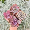 Set of 4 Pinkish Purplish Succulents - 2 inch Potted Live Plants - Image 1