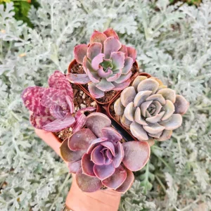 Set of 4 Pinkish Purplish Succulents - 2 inch Potted Live Plants - Image 1