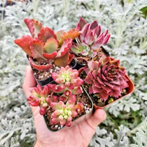 Set of 4 Red Succulents Live Plants – 2-4 inch Potted Assortment - Image 2