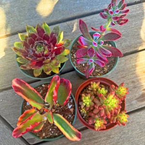 Set of 4 Red Succulents Live Plants – 2-4 inch Potted Assortment - Image 3