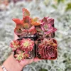 Set of 4 Red Succulents Live Plants – 2-4 inch Potted Assortment - Image 1