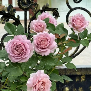 Sharitetowa Rose Live Plant - Cupped Cut Flower, Unique Beige Gray Blooms - Image 2