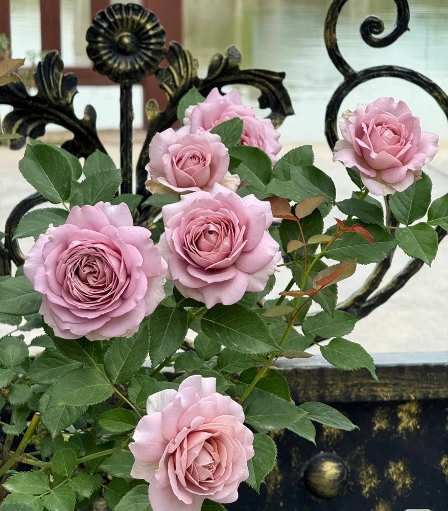 Sharitetowa Rose Live Plant - Cupped Cut Flower, Unique Beige Gray Blooms - Image 2