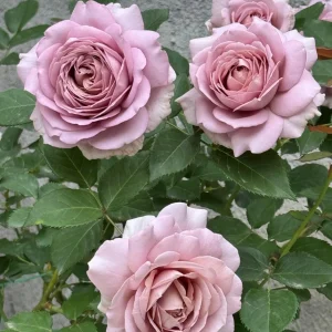 Sharitetowa Rose Live Plant - Cupped Cut Flower, Unique Beige Gray Blooms - Image 3