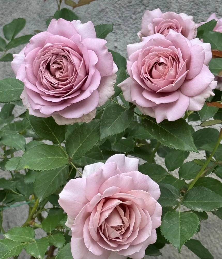 Sharitetowa Rose Live Plant - Cupped Cut Flower, Unique Beige Gray Blooms - Image 3