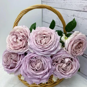 Sharitetowa Rose Live Plant - Cupped Cut Flower, Unique Beige Gray Blooms - Image 4