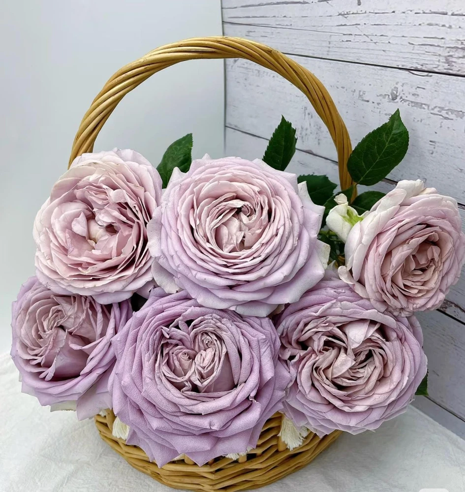 Sharitetowa Rose Live Plant - Cupped Cut Flower, Unique Beige Gray Blooms - Image 4