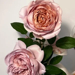 Sharitetowa Rose Live Plant - Cupped Cut Flower, Unique Beige Gray Blooms - Image 5