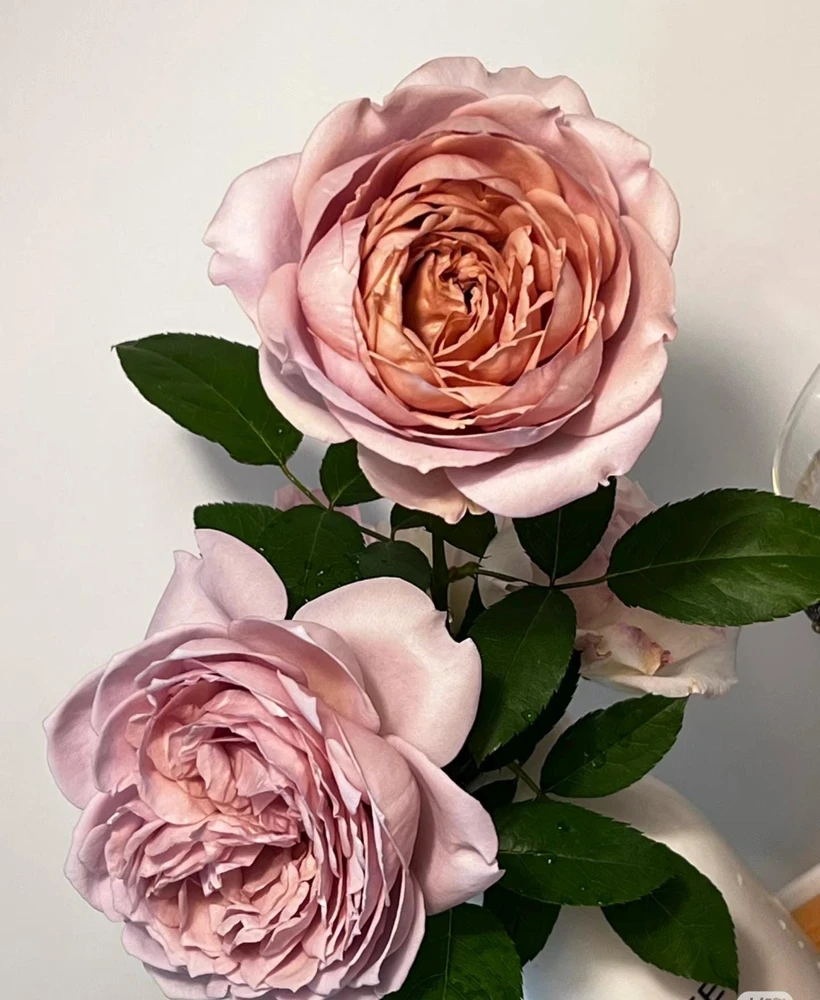 Sharitetowa Rose Live Plant - Cupped Cut Flower, Unique Beige Gray Blooms - Image 5