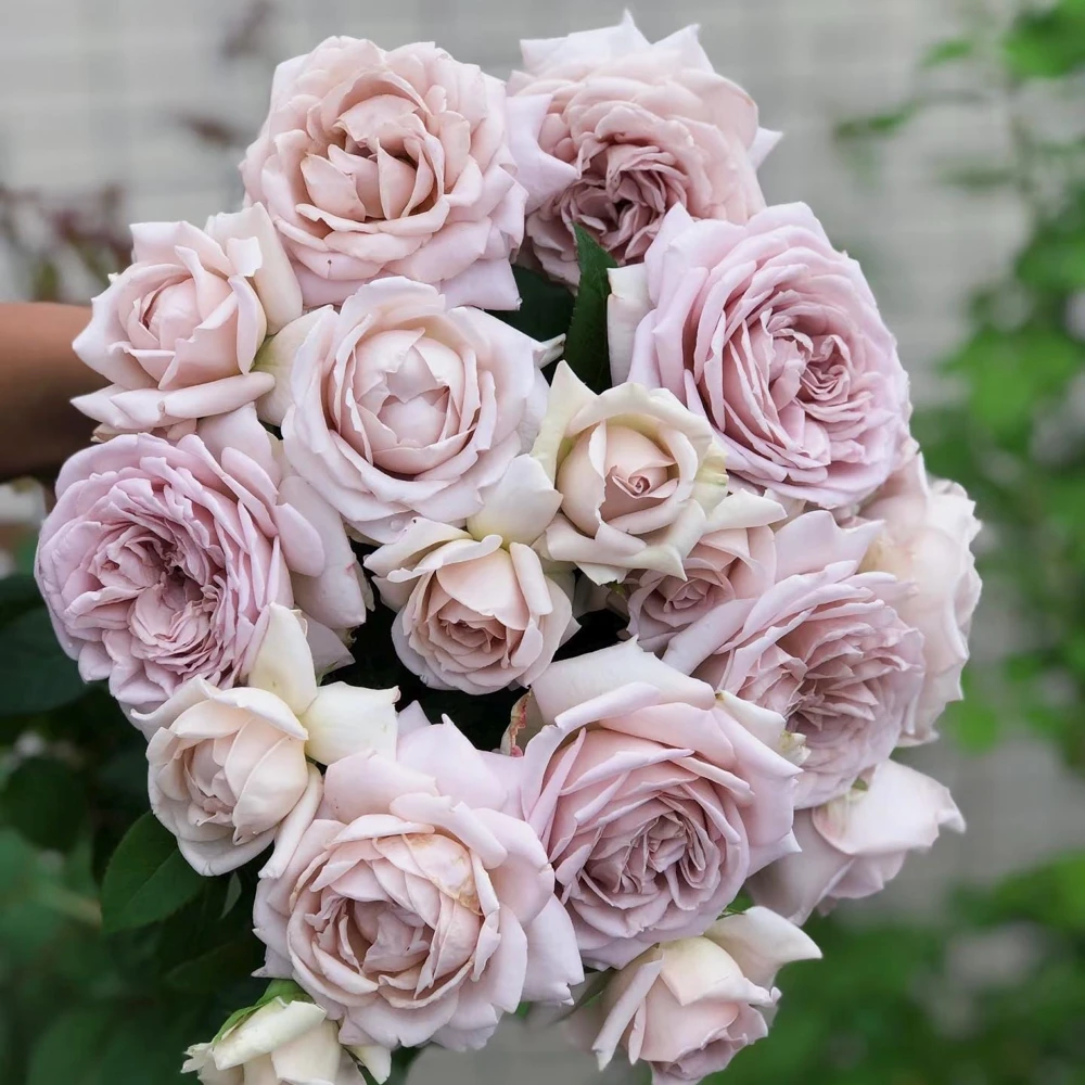 Sharitetowa Rose Live Plant - Cupped Cut Flower, Unique Beige Gray Blooms - Image 6