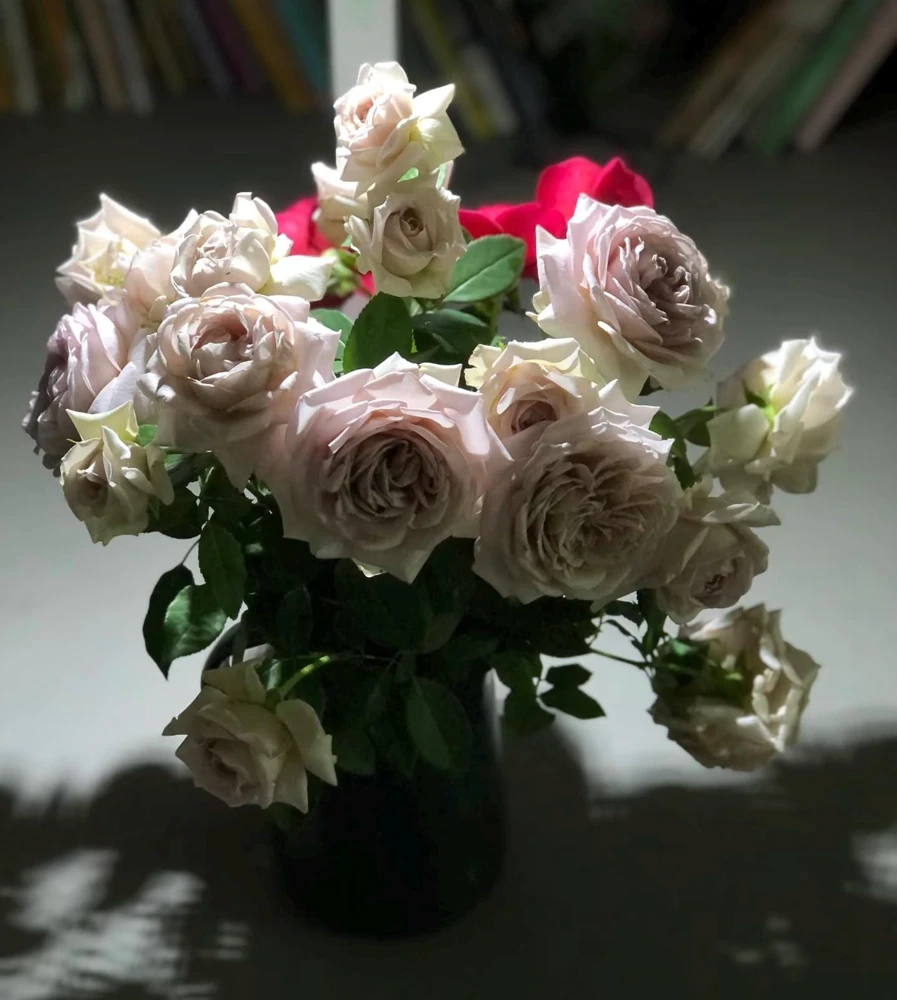 Sharitetowa Rose Live Plant - Cupped Cut Flower, Unique Beige Gray Blooms - Image 7