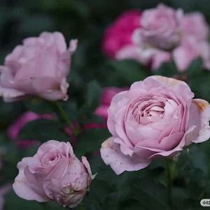 Sharitetowa Rose Live Plant - Cupped Cut Flower, Unique Beige Gray Blooms - Image 8