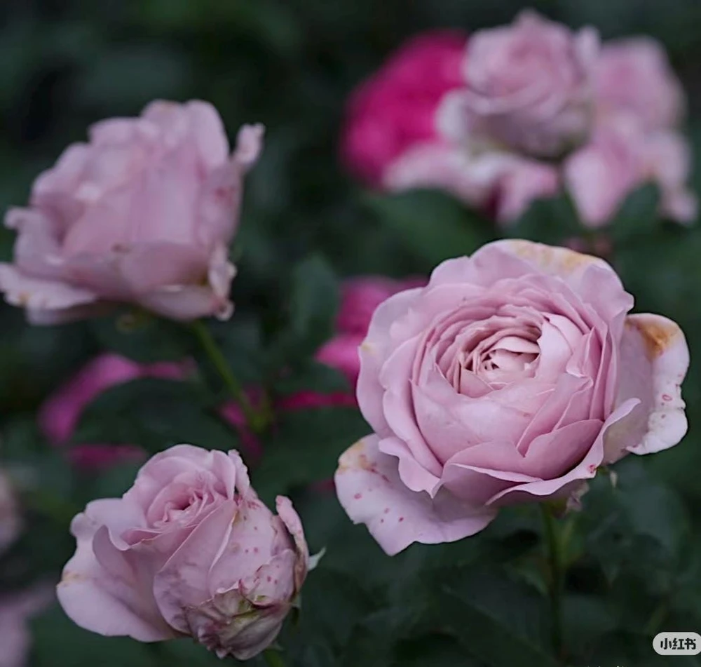 Sharitetowa Rose Live Plant - Cupped Cut Flower, Unique Beige Gray Blooms - Image 8