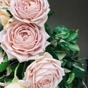 Sharitetowa Rose Live Plant - Cupped Cut Flower, Unique Beige Gray Blooms - Image 9