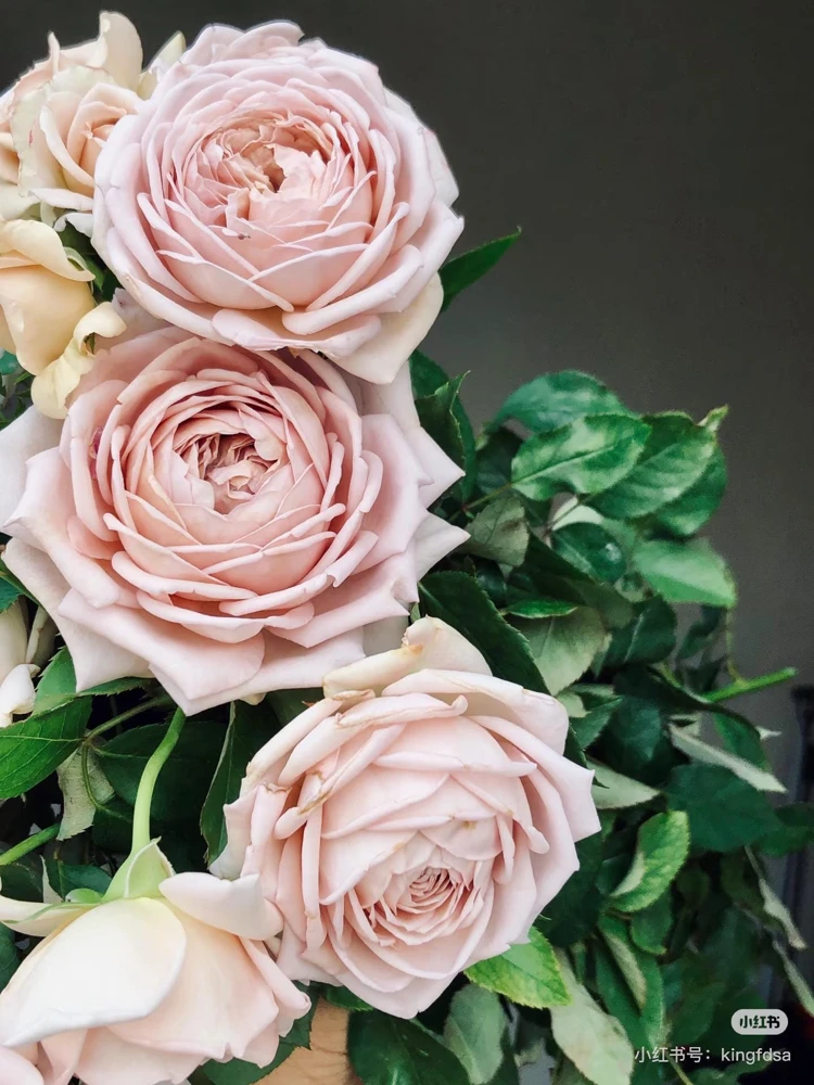 Sharitetowa Rose Live Plant - Cupped Cut Flower, Unique Beige Gray Blooms - Image 9