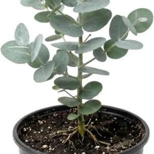 Silver Dollar Eucalyptus Live Plant, 6-10