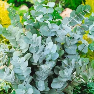 Silver Dollar Eucalyptus Live Plant, 6-10