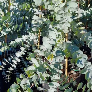 Silver Dollar Eucalyptus Live Plant, 6-10