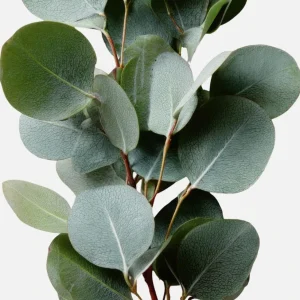 Silver Dollar Eucalyptus Live Plant, 6-10