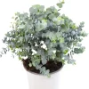 Silver Dollar Eucalyptus Live Plant, 6-10" Tall in 5" Pot, Fragrant Foliage Tree - Image 1